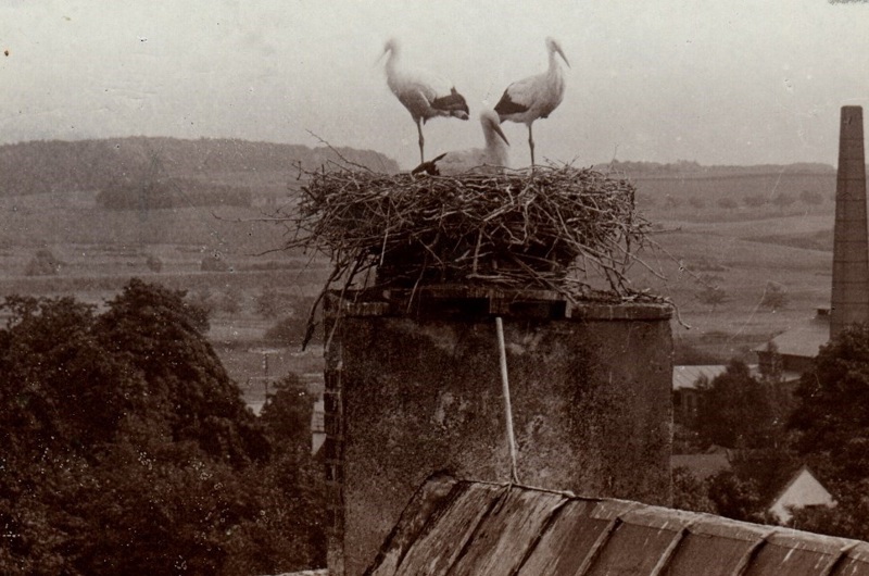 Stork